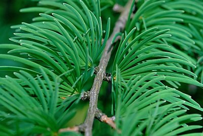 Pseudolarix kaempferi - pamodřín Kaempferův - jarní větvička